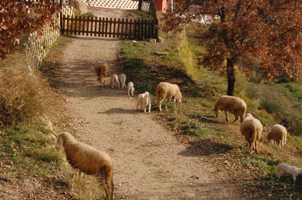 Colle Delle Meraviglie Fratticciola Selvatica Экстерьер фото
